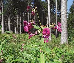 Get inspired by our community of talented artists. Wie Problematisch Ist Das Indische Springkraut Waldwissen Net