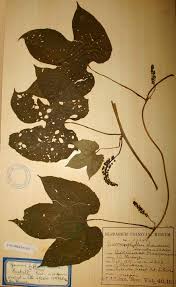 Image result for Dioscoreophyllum