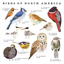 Birds Of North America Poster Birds Of North America Print From Small Adventure Bird Prints North America Oopsy Daisy