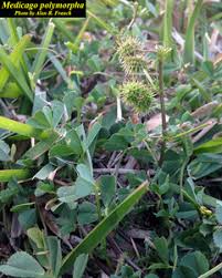 Image result for Medicago polymorpha