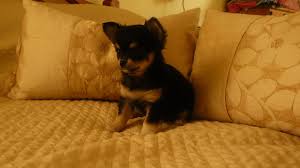 They can also come in many colors such as white, tan, black, and brown. Now Sold Long Haired Black White Chihuahua Girl Preston Lancashire Pets4homes