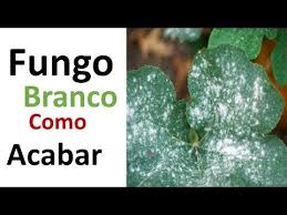 A mucormicose é uma infecção muito rara, causada pela exposição ao fungo mucoso, que faz parte da família mucoraceae, comumente encontrado no solo, plantas, esterco e frutas e vegetais em decomposição. Como Acabar Com O Fungo Branco Dica Rapida Youtube