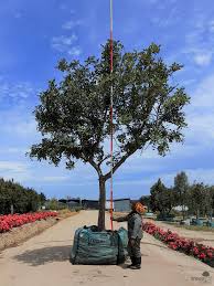 Image result for Ceratonia siliqua