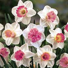 Pink Charm Daffodil Mix Daffodil Flower Bulb Flowers Narcissus Flower