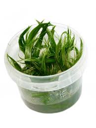 Image result for Eriocaulon setaceum