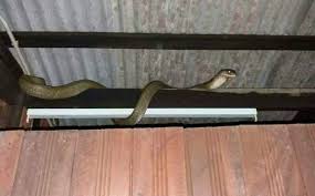 Tedung selar 13kaki ijok selangor 27 2 2018. Bomba Pesan Elak Buat 3 Perkara Ini Jika Nampak Ular Dalam Kediaman Vanilla Kismis