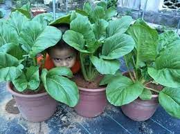 Kalau sebelum ni ida selalu membeli semua jenis bahan masakan termasuk cili, daun pandan, daun limau purut, daun kunyit, daun kari dan sebagainya. Gerak Kerja Step By Step Tanam Sawi Sahabat Kebun Anda Facebook