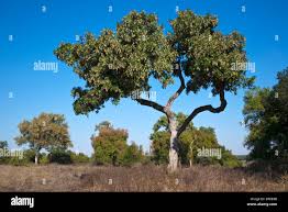 Image result for Lonchocarpus