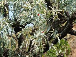 Image result for Cussonia arenicola