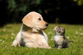 Pictures of puppies and kittens. How To Take Care Of Kittens And Puppies Homeopet