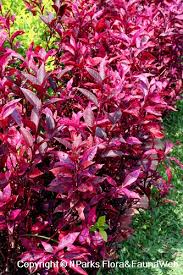 Image result for Alternanthera