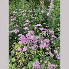 Image result for Pimpinella ledermannii