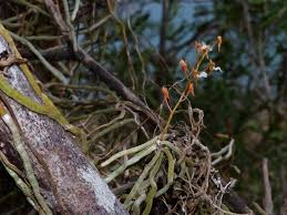 Image result for Microcoelia corallina