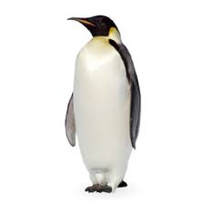 Learn vocabulary, terms and more with flashcards, games and other study tools. Figurative Language From The One And Only Ivan Flashcards Quizlet In 2021 Penguins Science Flashcards Study Flashcards