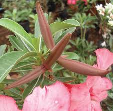 Check spelling or type a new query. Scielo Brasil I Adenium Obesum I As A New Potted Flower Growth Management I Adenium Obesum I As A New Potted Flower Growth Management