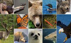 Gambar merupakan bahasa yang universal dan dikenal jauh sebelum manusia mengenal tulisan. 22 Ideas De Taiga Taiga Flora Y Fauna La Taiga Taiga Fauna
