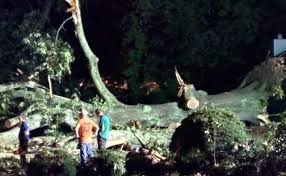 Iowa simply proclaims oak as its tree. Decatur 300 Year Old Tree That Came Down Barely Misses Lawyer Decaturish Locally Sourced News