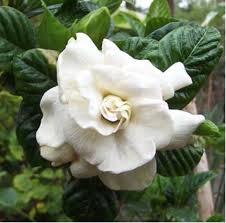 Pin On Gardenias Jasmines