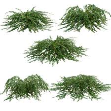 Image result for Phyllanthus muellerianus