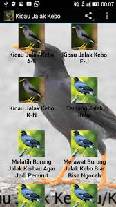 Find and download the best iphone wallpapers. Unduh 99 Gambar Burung Jalak Dan Kerbau Paling Baru Gratis