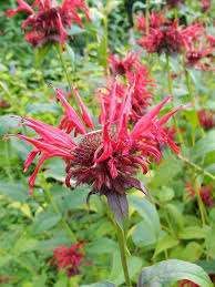 Image result for Monadenium laeve