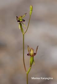 Image result for Lepidotrichilia