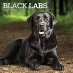 Black Labrador – Everything You Need To Know About Your ...