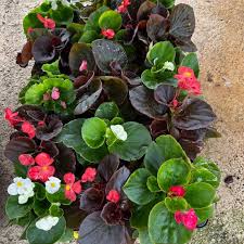 Image result for begonia semperflorens