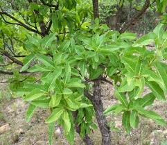 Image result for Ochna pulchra