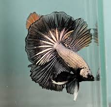 Aquabid Com Halfmoom Betta Auctions Sat Jul 19 16 01 42 2014 Betta Betta Fish Halfmoon Betta