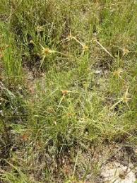 Image result for Rhynchospora rugosa