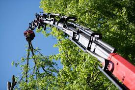 Maybe you would like to learn more about one of these? Graham S Tree Service