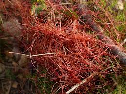 Image result for Cuscuta kilimanjari