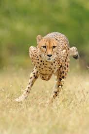 Pin On Big Cats