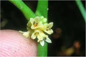 Image result for Rytigynia sp. M