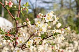 Sargent tina crabapple is a dwarf flowering #tree that scores big on a very short list of very small #trees for the #landscape. Crabapple Sargentina Tree Top Nursery Landscape Inc