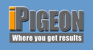 Ipigeon Com Racing Pigeon Auction