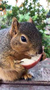 Ahhh Yes I Love To Feed My Squirrels Apples Cute Squirrel Squirrel Small Pets