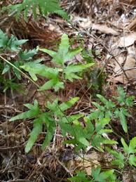 Image result for Lygodium