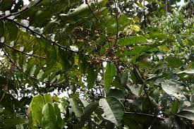 Image result for Anthonotha macrophylla