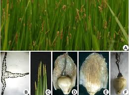 Image result for Eleocharis acutangula