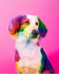 We Want A Rainbow Puppy Photo By Space Ram Hooligansmagazine Hooligansspectrum Cutepuppycolorin Cute Animals Cute Animal Photos Baby Animals Pictures