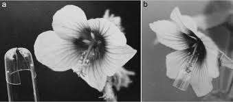 Image result for Kosteletzkya grantii