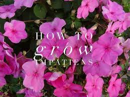 Like any other plant, impatiens need fertilizer to grow strong and lush. How To Grow Impatiens Flowers Gardening Channel