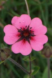 Flowers spring wreath heart shaped wreaths diy flower projects paper flowers diy floral wreath raindrops and roses flower arrangements wreaths. Heart Shaped Flower Mobile Photography Steemkr