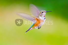 For females, you will want your binocular handy. Front View Close Up Of Female Rufous Hummingbird In Flight Picture Art Prints And Posters By Danita Delimont Artflakes Com