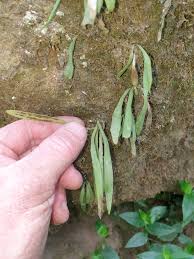 Image result for Antrophyum