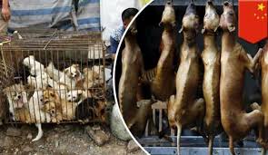 Shenzhen Sehri Kedi Ve Kopek Yemeyi Yasaklayan Ilk Cin Kenti Oldu Dunya Haberleri