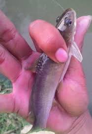 Maybe you would like to learn more about one of these? Sungai Page 6 Site Title