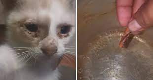 Kalau pasal mak saya sanggup lakukan apa sahaja untuk dia pulih mata. Cara Mudah Rawat Kucing Sakit Mata Guna Kayu Manis Lelaki Ini Ajar Ikut Petua Orang Dulu Dulu Remaja